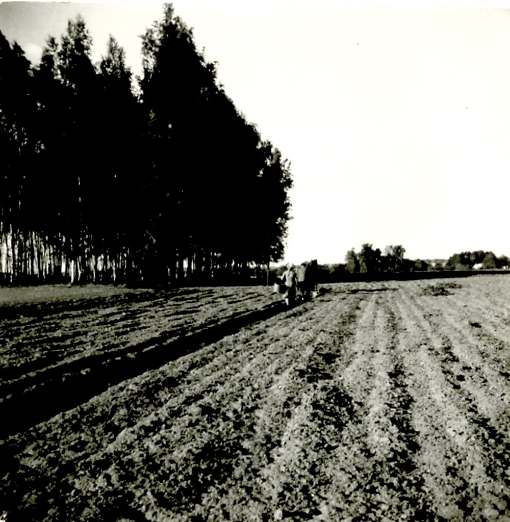 Orka Kartofliska